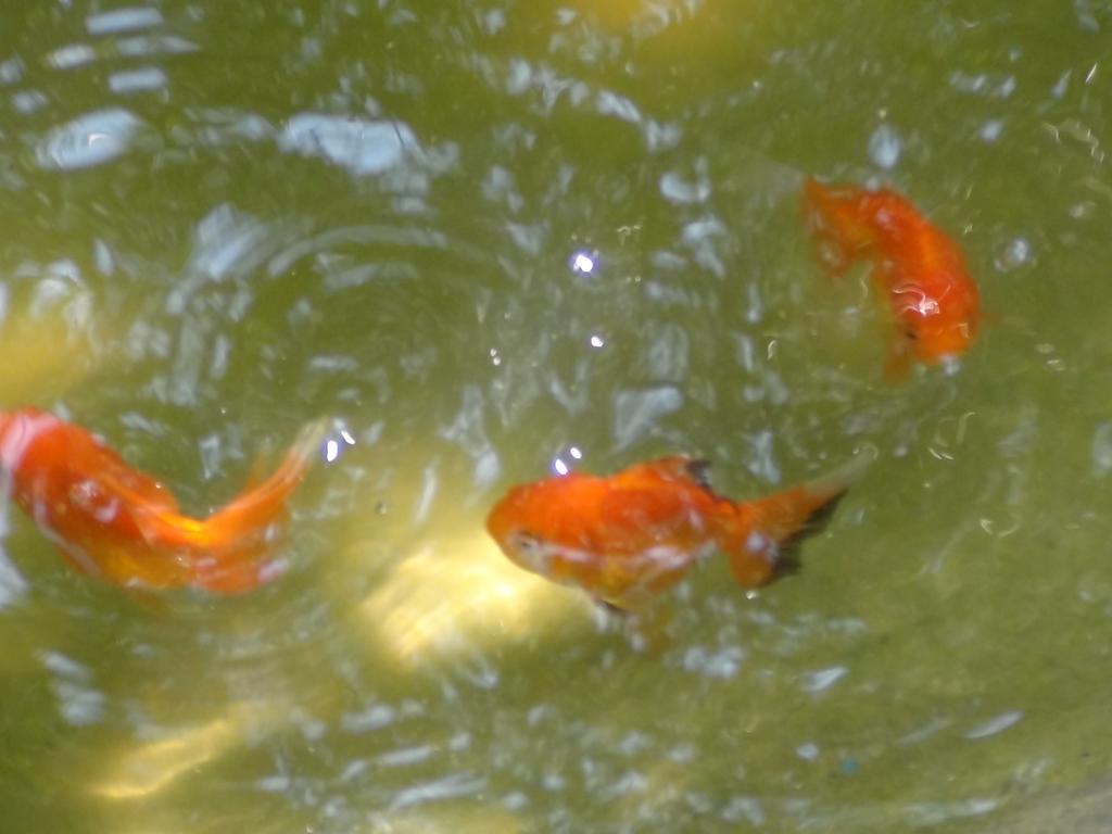 Tuaprodhome Khao Lak